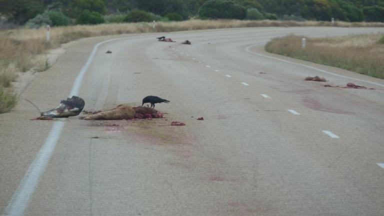 Schaf-Massaker durch Roadtrains auf dem Eyre Highway